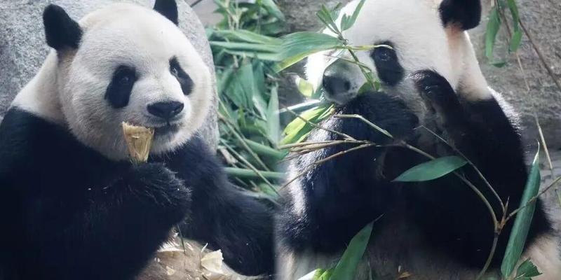  技术视角下的太阳岛开园：这份运营数据藏着哪些门道？ 新闻