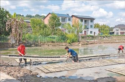 丘陵水稻种植机械化破局:田间“天车”让摆盘效率提升四倍 新闻