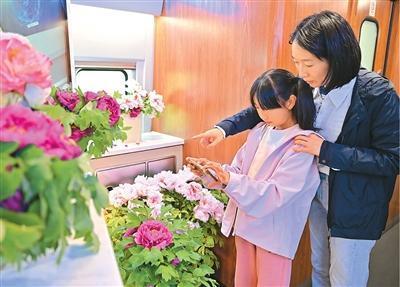 【技术解码】从「到此一游」到「沉浸消费」:赏花游产业的底层逻辑重构 文化旅游